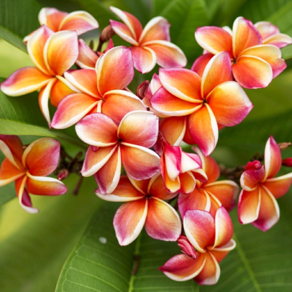 Meet your Posher, Jada